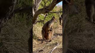 kangaroo Wallaby with baby in pouch kangaroo animals wildlife [upl. by Ardnos]