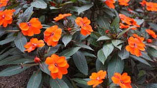 Orange New Guinea Impatiens flower Plant Impatiens hawkeri [upl. by Docia]