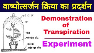 वाष्पोत्सर्जन क्रिया का प्रदर्शन Demonstration of Transpiration  Transpiration Experiment [upl. by Ellecram]