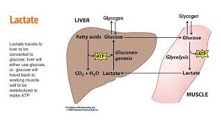 Carbohydrate Metabolism [upl. by Tnarg874]