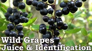 WILD GRAPE JUICE  Identification Look Alikes amp Processing [upl. by Ogdan]