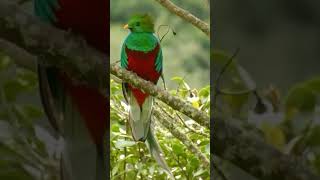 Resplendent Quetzal bird sounds shorts [upl. by Ettenahs]