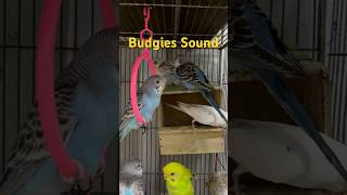 Budgies sound viralvideo birds shorts shortvideo [upl. by Nylavad157]