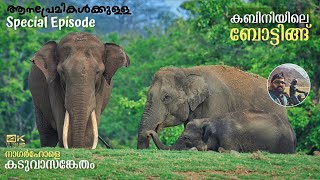 Kabini Boat Safari  JLR Package Ep 2  Elephant Special Story [upl. by Alesiram]