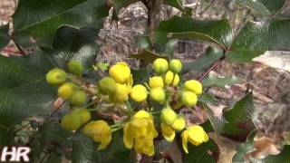 ⟹ MAHONIA  Mahonia aquifolium  Its flowering [upl. by Loggins126]