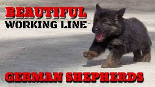 Beautiful Working Line German Shepherd GSD Puppies from Boskys Kennel Straight Back GSD Puppies [upl. by Halfon]