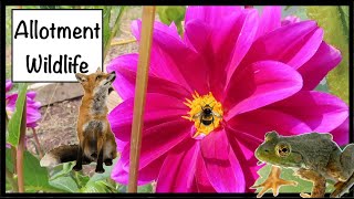 All The Wildlife Turn Up To The Allotment Plot  ALLOTMENT LIFE VLOG 28 [upl. by Horgan990]