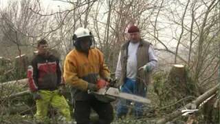 Un chantier de bûcheronnage dans le Marais poitevin [upl. by Vorfeld]