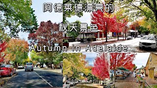 Adelaide travel vlog 1 Autumn  阿德莱德漂亮的秋天景色  Stirling  Hahndorf  德国村  Beerenberg Farm 草莓农场 [upl. by Mcginnis]