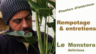 Le Monstera Deliciosa  tout savoir sur sa Culture et son Rempotage [upl. by Mad]