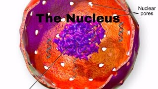 Cell parts and functionNucleusNucleur membranenucleolusnuclear pores [upl. by Richer570]