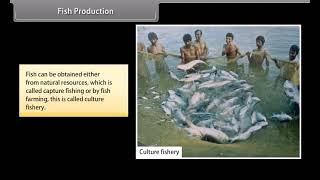 Standard 9 Science Chapter 12  Improvement in Food Resources II  Quick revision  NCERT Animation [upl. by Berga8]