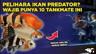 10 TANKMATE UNTUK IKAN PREDATOR SUPAYA TANK LEBIH RAME DAN BERSIH [upl. by Sissie]