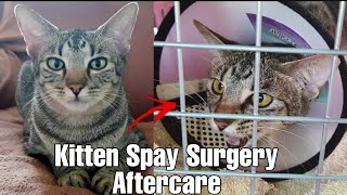 Things You Should DoCat spaying procedure  What is Spaying surgery [upl. by Elik]