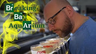 Die ersten Fische im Breaking Bad Aquarium [upl. by Bat]