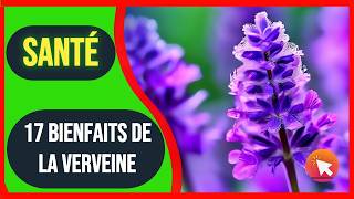 Bienfait de la verveine  plante medicinale [upl. by Sumaes]