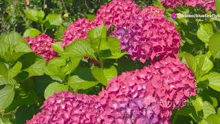 Hydrangeas Unveiled 5 Unique Aspects flowers garden [upl. by Etnahs]