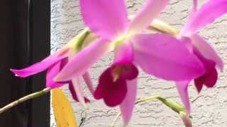 Easy Cattleya Type Orchids Laelia anceps Care and Culture [upl. by Ahsinaw256]