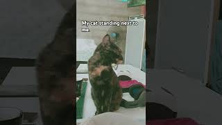 My Tortoiseshell 🐈 cat 8 years old [upl. by Aicilra]