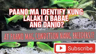 How to identify male and female danio  How to prepair Danio Breeders [upl. by Shing]