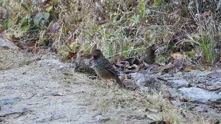 Spotted Laughingthrush feeding on road [upl. by Bethanne]