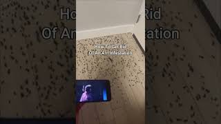 KSI New Song Gets Rid Of Ant Infestation 😭 shorts [upl. by Nohpets]