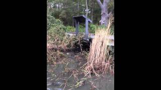 Removing Phragmites from Marshy Point [upl. by Neryt]