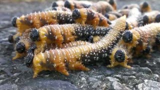 Sawfly larvae travel in groups [upl. by Gnav975]