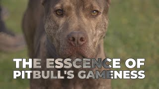 The Truth About American Pitbull Terriers [upl. by Ulysses]