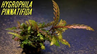 Beginner Aquarium plants that experts use Hygrophila Pinnatifida [upl. by Otreblide]