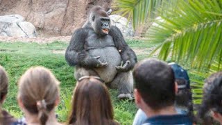 Junge Frau brachte Gorilla 40 Jahre lang das Sprechen bei das Ergebnis verblüffte die ganze Welt [upl. by Lledyr]