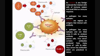 Monoclonal and Polyclonal antibodies  Immunology biologyexams4u [upl. by Niram192]