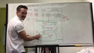 Carbohydrate Protein and Fat Metabolism  Metabolism [upl. by Lav]