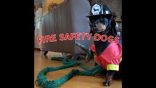 Crusoe amp Oakley Dachshund Fire Safety Dogs [upl. by Annaear]