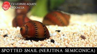 Neritina semiconica The superstar TIGER NERITE SNAIL Leopard Aquatic W004A [upl. by Hittel470]