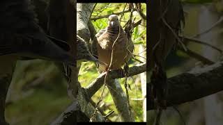 EARED DOVE  TORCAZA  Zenaida auriculata shorts birds dove pigeon paloma birdwatching [upl. by Anyk]