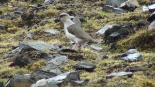 Birds of Peru Andean Lapwing Vanellus resplendens [upl. by Goodman]