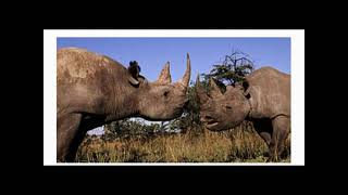 Western Black Rhinoceros [upl. by Tobin]