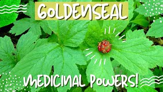 Goldenseal A Golden Remedy for Many Health Issues [upl. by Mohkos]