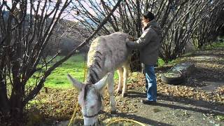 Shiatsu âne asin  Shiatsu on a donkey  wwwanessansfrontierescom [upl. by Eibba329]