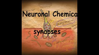 The Brain—Lesson 2—How Neurotransmission Works [upl. by Mmada]