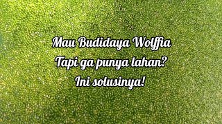 Budidaya Wolffia di lahan sempit Why Not [upl. by Arvad826]