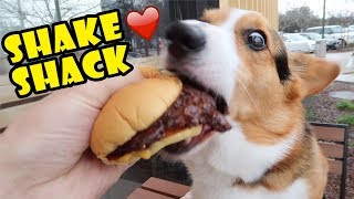 CORGI’s Reaction to Shake Shack Burger 1st Time  Life After College Ep 630 [upl. by Sulecram]