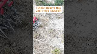 How to Grow Grass in Only a FEW Days garden lawncare lawn lawnmaintenance [upl. by Rema]