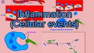 Pathology 6 Inflammation 2 cellular events Caabuqa iyo unugyada difaaca jidhka [upl. by Wilt]