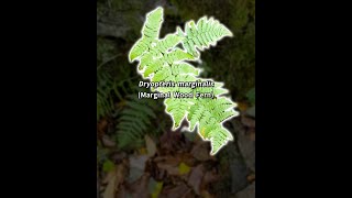 Dryopteris marginalis Marginal Wood Fern Shorts [upl. by Llemor558]