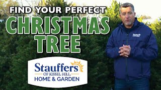 Find Your PERFECT Christmas Tree at Stauffers of Kissel Hill [upl. by Gavette]