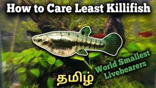 How to Care Least Killifish  World Smallest Livebearers  in Tamil [upl. by Werna327]