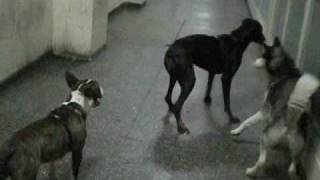 doberman vs husky vs bull terrier [upl. by Haldis10]