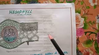 Mesophyll and plastid detail explanation [upl. by Luby304]